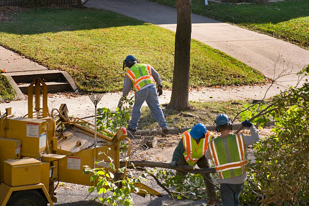 Lawn Drainage Solutions in Dundee, MI